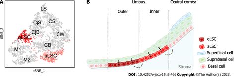 Single Cell Rna Sequencing In Cornea Research Insights Into Limbal Stem Cells And Their Niche