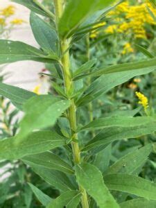 Goldenrod Identification, Benefits, & Medicinal Uses