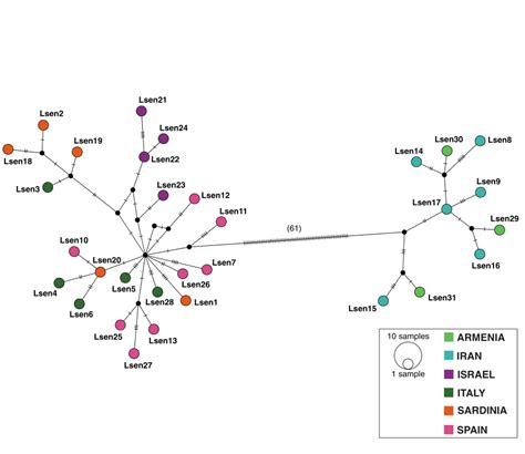 B Haplotype Median Joining Networks Of The Concatenated Mtdna Dataset