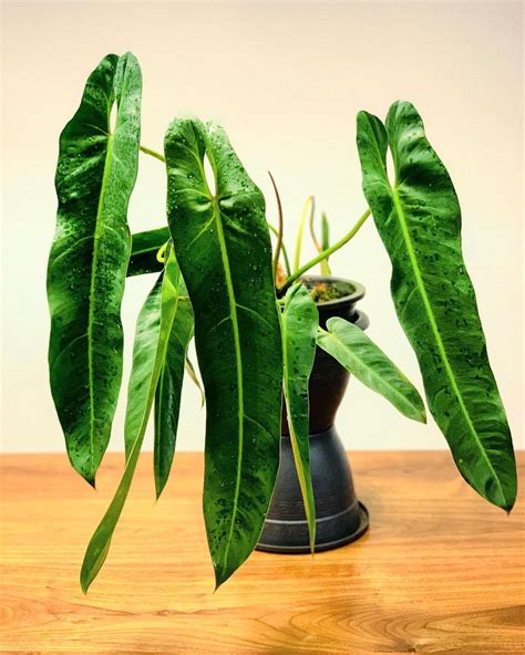 Philodendron Spiritus Sancti Care And Growing Guide Plantcarefully