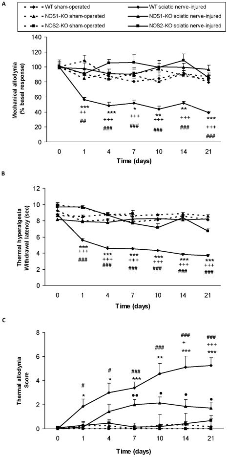 Development Of Mechanical Allodynia A Thermal Hyperalgesia B And