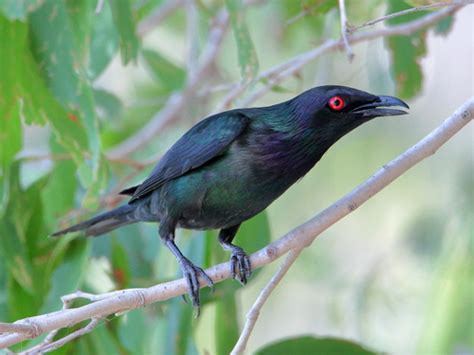 Metallic Starling Aplonis Metallica · Inaturalist