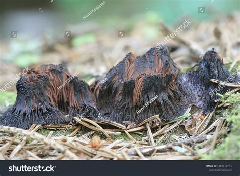 Stemonitis Axifera Known Chocolate Tube Slime Stock Photo 1469614763