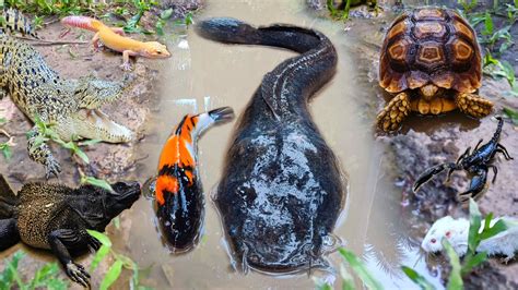 Tangkap Ikan Lele Raksasa Dalam Lubang Ikan Hias Ikan Mas Ikan Koi