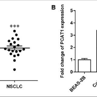 Lncrna Pcat Promotes Nsclc Cell Proliferation And Invasion And