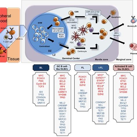 Cellular Origin And Expression Profiles Of Transcriptional Factors In