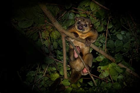 Kinkajou - A-Z Animals