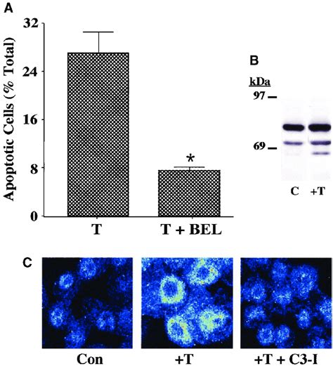 Er Stress Induced Apoptosis Of Ins 1 Cells A Suppression Of