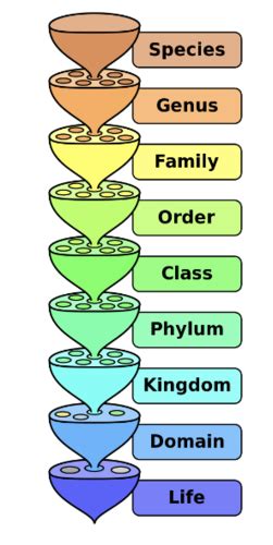 Chapter Identifying And Classifying Microorganisms Flashcards Quizlet