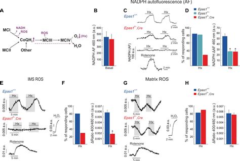 Acute O Sensing Through Hif Dependent Expression Of Atypical