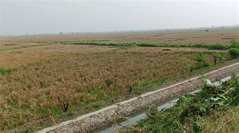 Dampak El Nino Ratusan Hektar Sawah Di Banten Alami Kekeringan