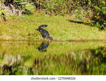 73 Snook Habitat Images, Stock Photos & Vectors | Shutterstock