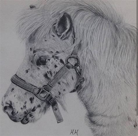 Captivating Shetland Pony Drawing Ideas