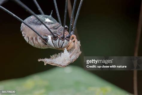 Harvestman Spider Photos and Premium High Res Pictures - Getty Images