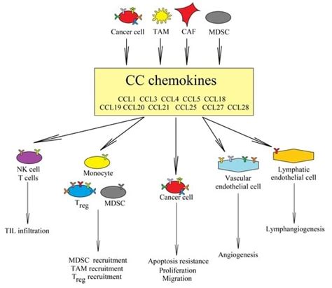 Ijms Free Full Text Cc Chemokines In A Tumor A Review Of Pro