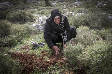 Israel Civil Administration reports PA planting trees to lay claim to ...