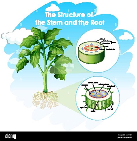 Diagramm Showing Structure Of Stem And Root Illustration Stock Vector