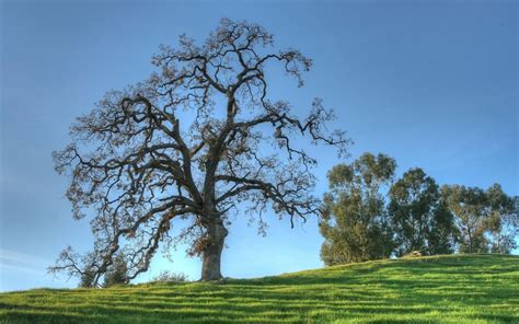 White Oak Tree Wallpapers Wallpaper Cave