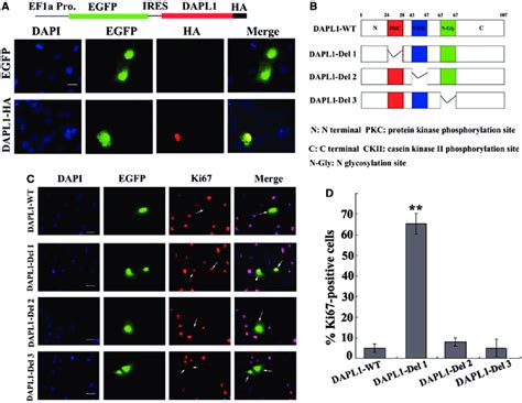 Subcellular Localization And Functional Domain Analysis Of Dapl