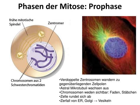 Ppt Zellzyklus Zellteilung Zelldifferenzierung Zelltod