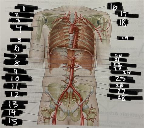major arteries key vascular structures  human biology flashcards