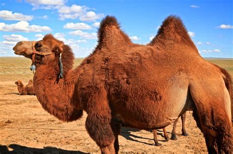 Bactrian Camels Gobi Desert Outer Mongolia Photography Pinterest