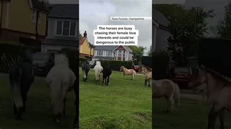 Public Warned To Stay Away From Horny Stallions The Global Herald