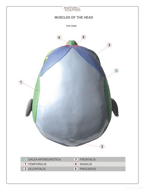 Head Neck Anatomy Book MUSCLES Estimated Completion Of This Book