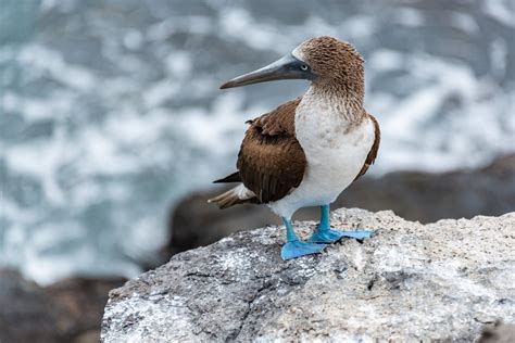 Blue Footed Boobies Natures Colorful Seabirds Explained