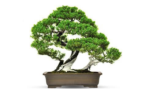 Bonsai Tree Kit 5x Unique Japanese Bonzai Trees