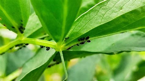 Guía completa Cómo controlar pulgones en plantas de jardín de forma