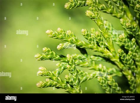 Green Arborvitae Branch Close Up On A Green Background Stock Photo Alamy