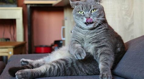 Cats Sitting Like Humans: 7 Reasons Why - Love Your Cat