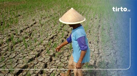 Waspada Dampak El Nino Malnutrisi Hingga Penyakit Menular