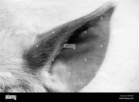 Animal Ear Black And White Stock Photos And Images Alamy