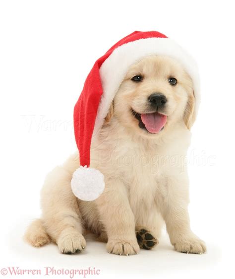 Dog: Golden Retriever pup wearing a Santa hat photo - WP30074