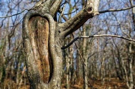 Tronc D Arbre Avec Trou Dans Le Parc Photo Premium