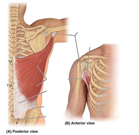 origin and insertion latissimus dorsi Diagram | Quizlet