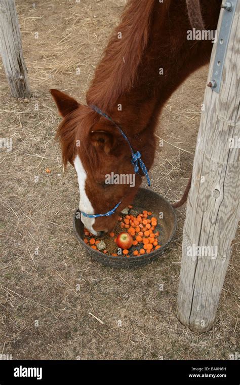 A horse eating carrots and apples Stock Photo - Alamy