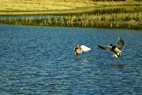 Images Gratuites la nature Lac faune canard Zone humide vertébré