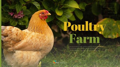 Poultryfarm Simple Powerpoint Templates