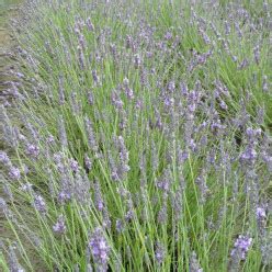 Lavandula Intermedia Grosso Lavendel Bloemenpark Appeltern