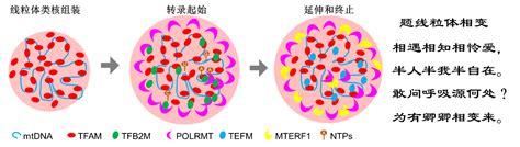 【中国科学报】广州健康院等提出相分离调控线粒体基因组空间秩序的模型 中国科学院广州分院