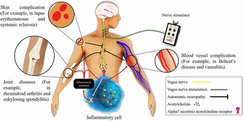 Schematic Showing Of The Interaction Among Vagus Nerve Vagus Nerve Download Scientific Diagram