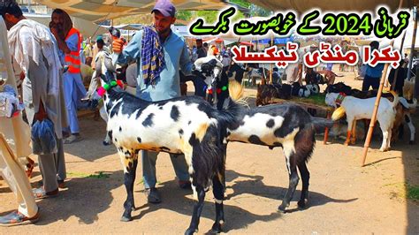 Friday Taxila Bakra Mandi Latest Update 24 May 2024 Bakra Eid Qurbani