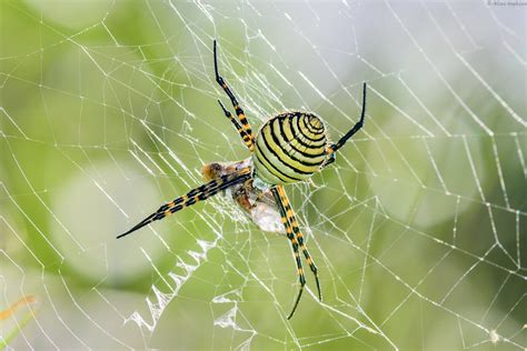 Common Spiders to Watch for In Colorado | Poisonous and Non-Venomous ...