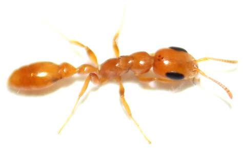 16 Types of Tiny Red Ants (Pictures and Identification)