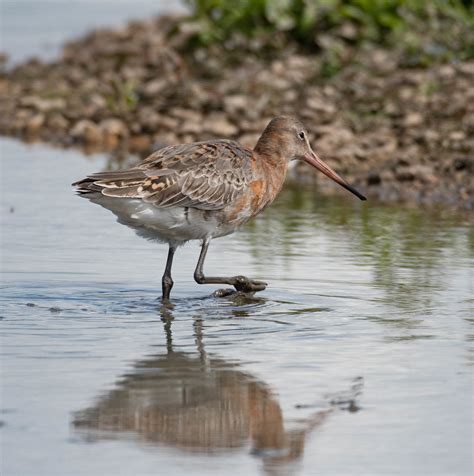 Black Tailed Godwit Black Tailed Godwit At Slimbridge WWT Flickr