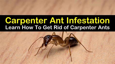 How To Get Rid Of Carpenter Ants Under Deck At Lacey Thomas Blog