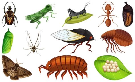 Colección de diferentes tipos de insectos Vector Gratis